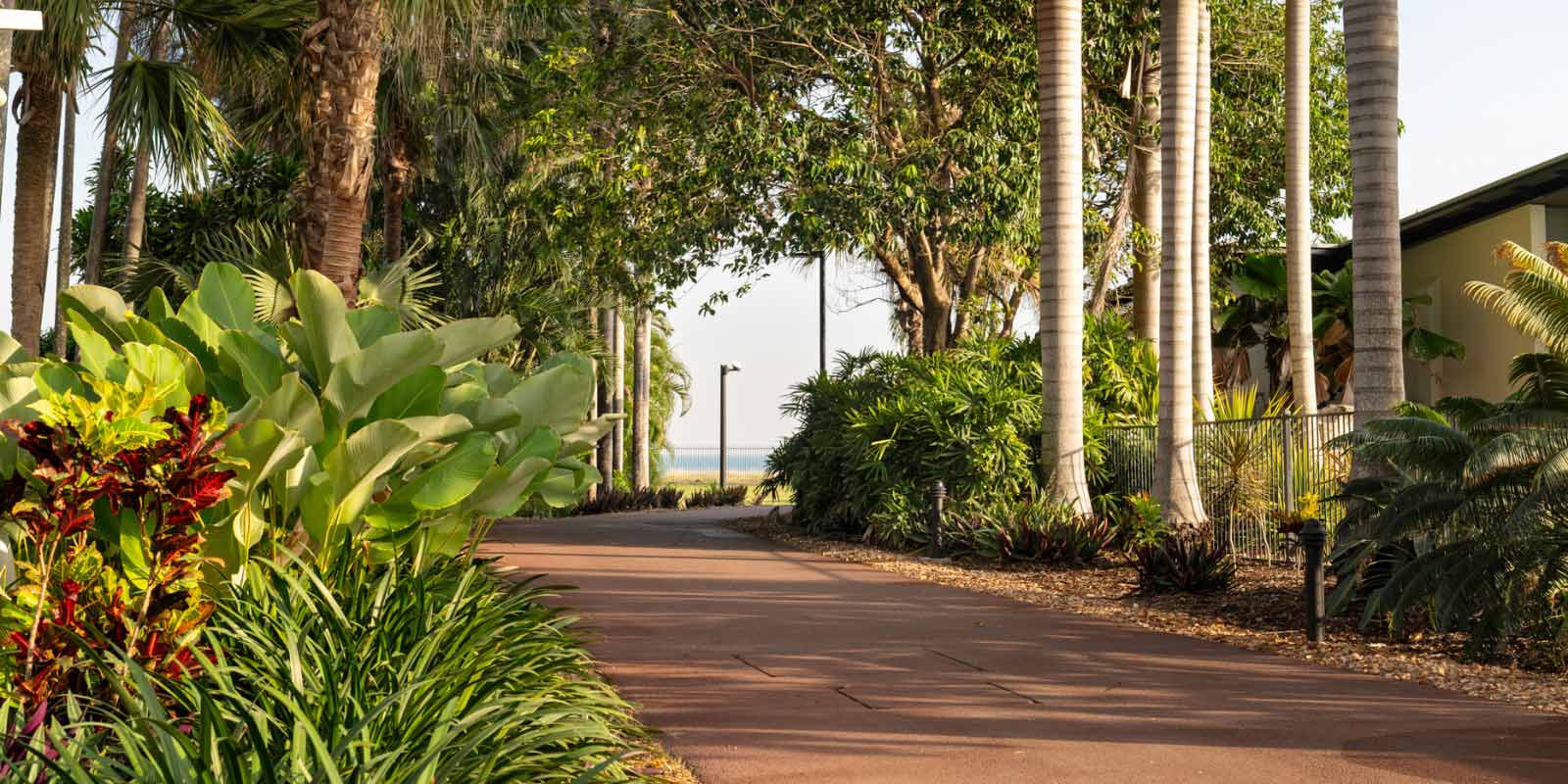 View of road with overhanging trees and green native plants